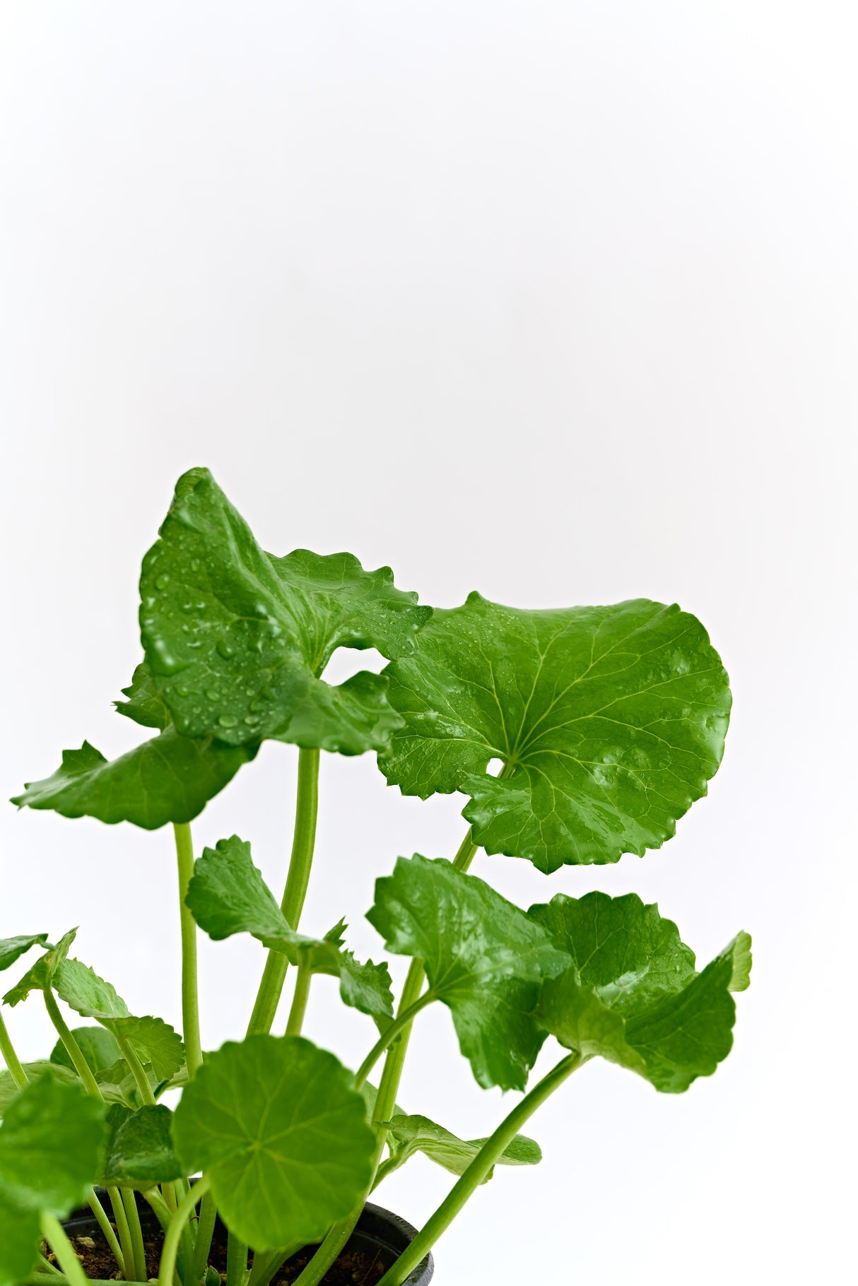 3W8L Energy Active Serum EX 50ml